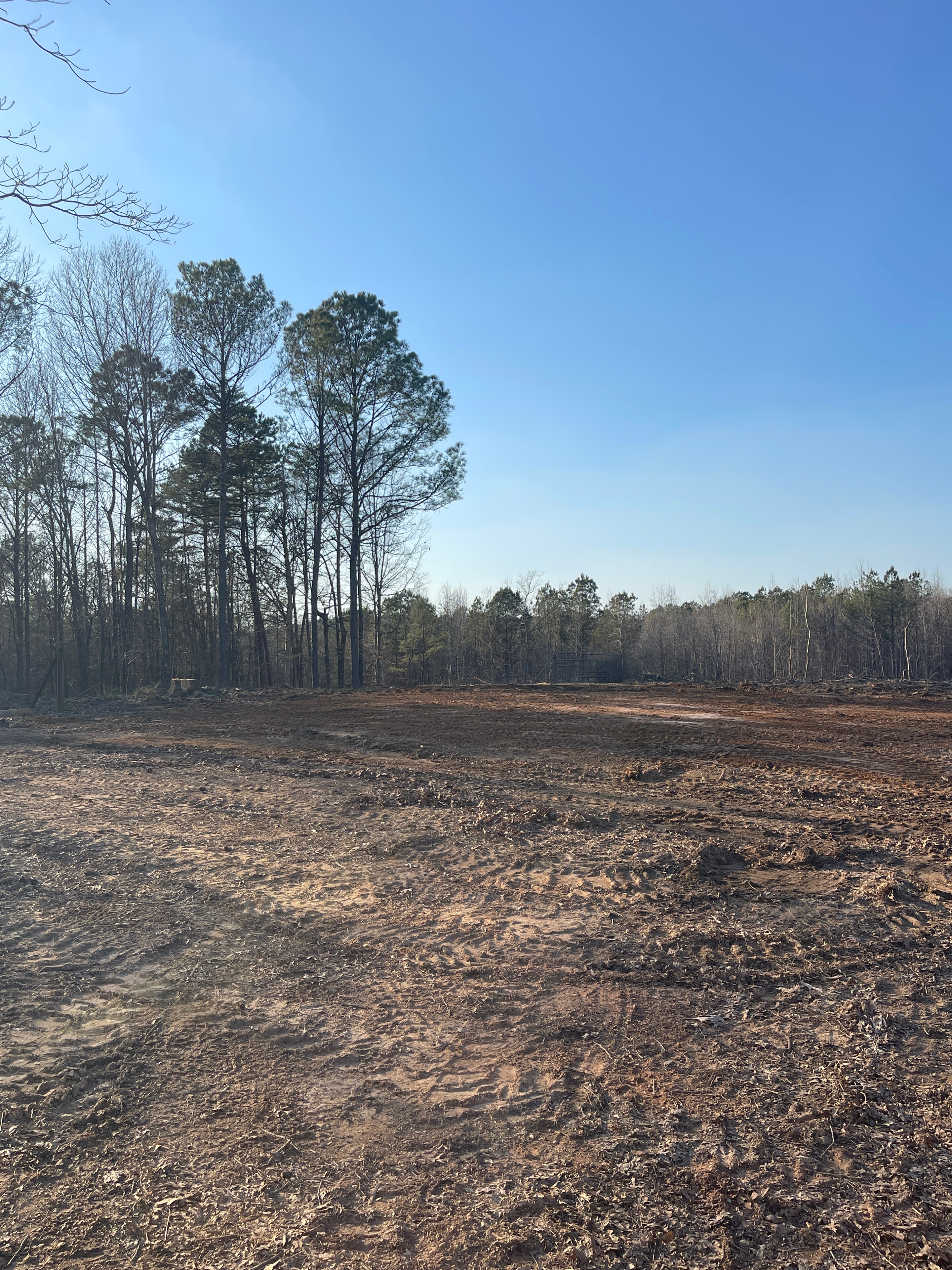 Cleared forest land with bare trees